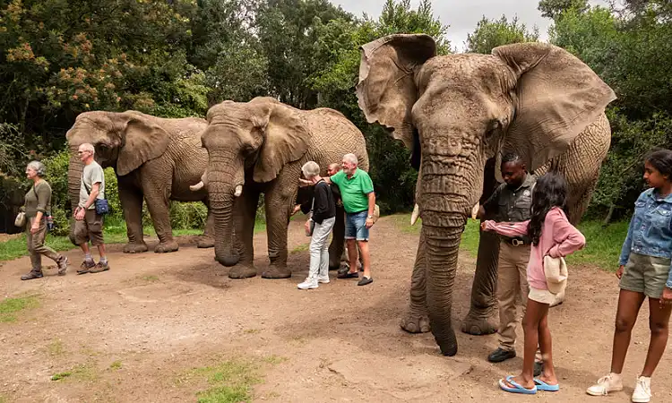 Elephant Sanctuary Plett - Elephant Experience