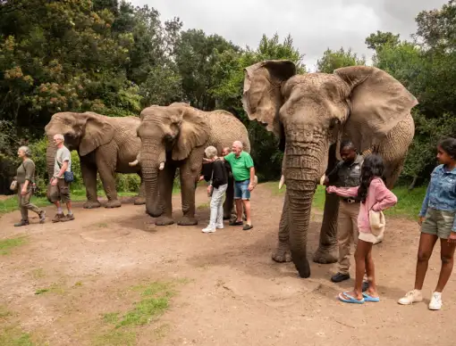 Elephant Sanctuary Plett - Elephant Experience
