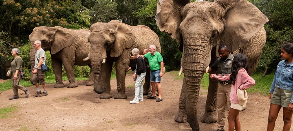 Elephant Sanctuary Plett - Elephant Experience