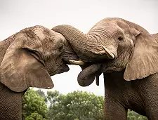Elephant Experience