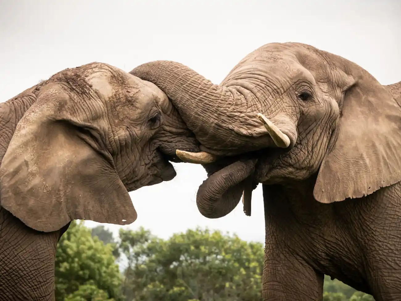 Elephant Experience in The Crags