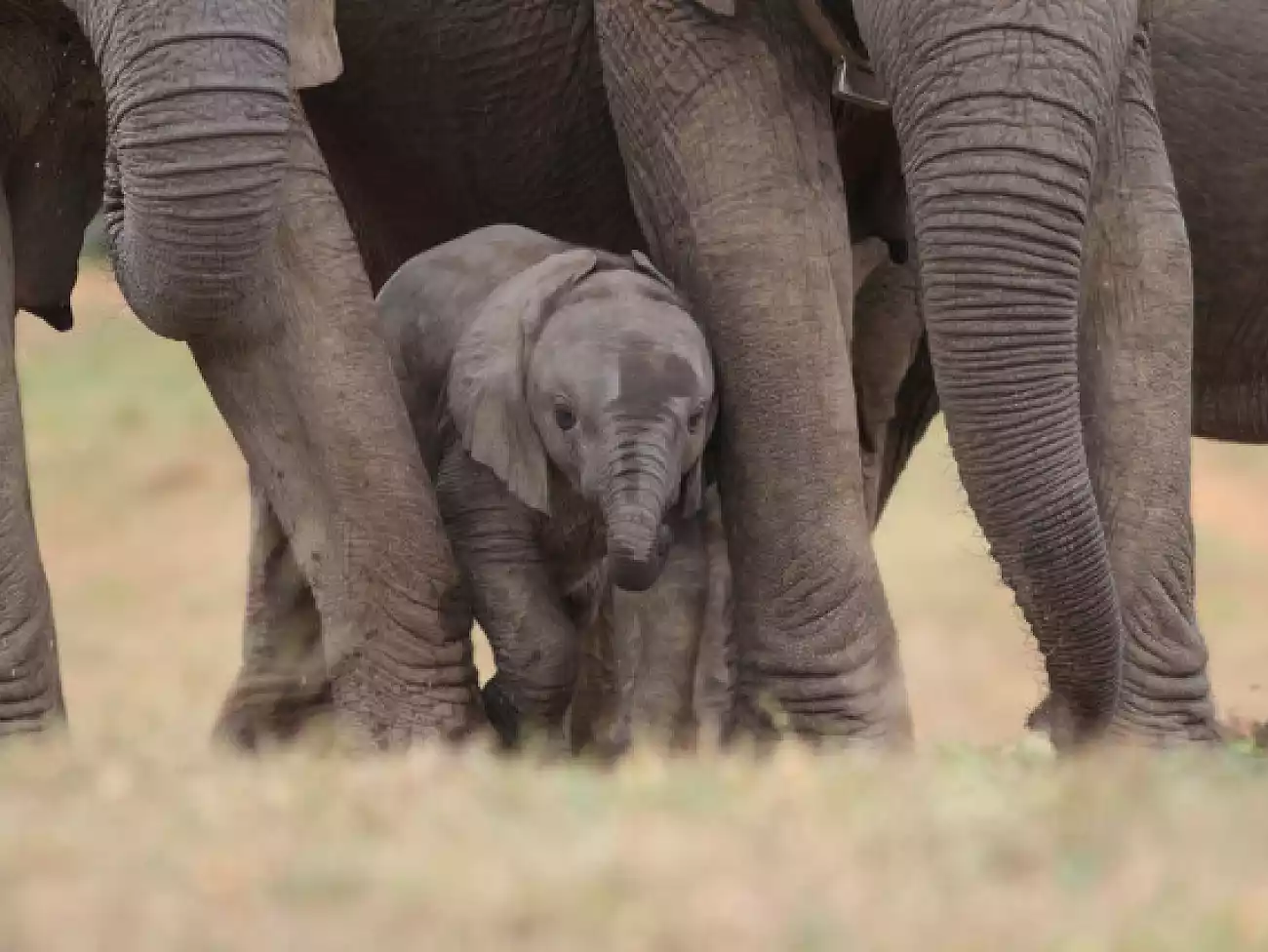 Elephant Experience at Hartbeespoort Dam (Harties)