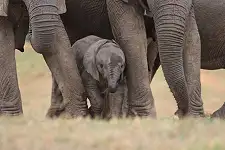Elephant Experience