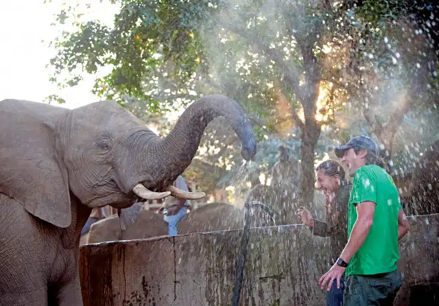 Elephant Experience