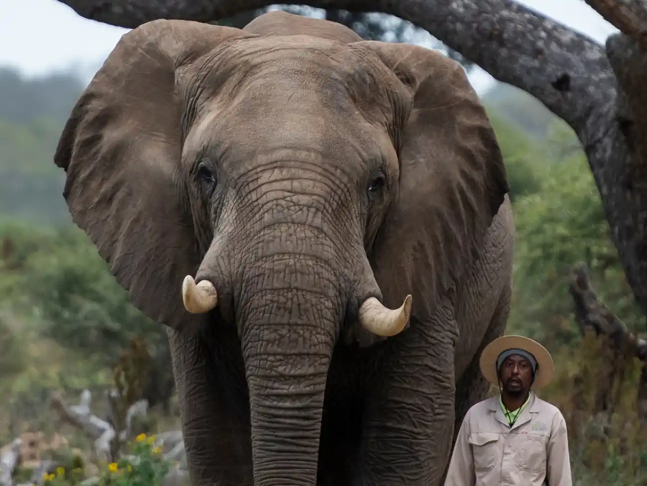 Elephant Experience in Knysna