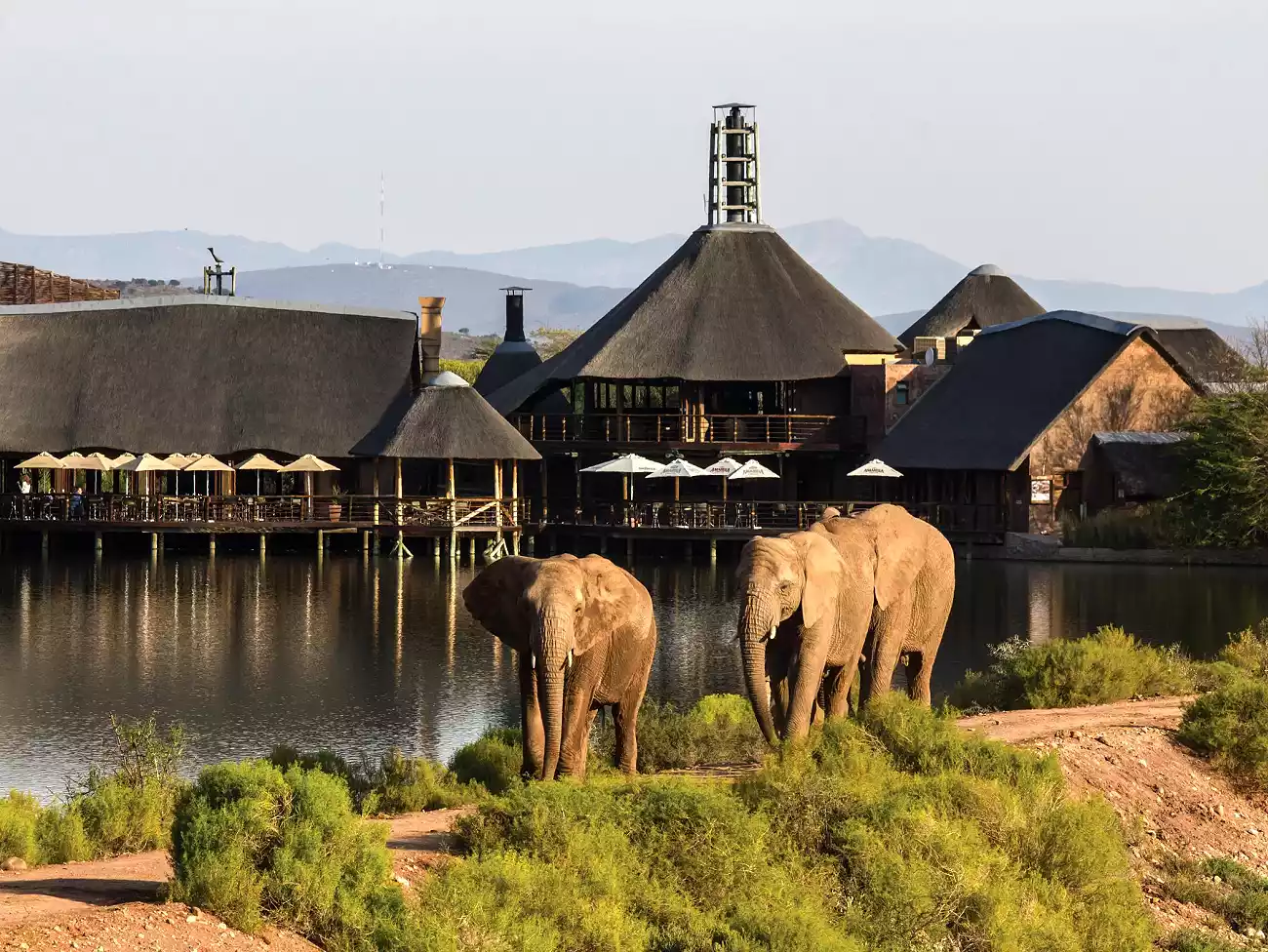 Elephant Experience in Plett