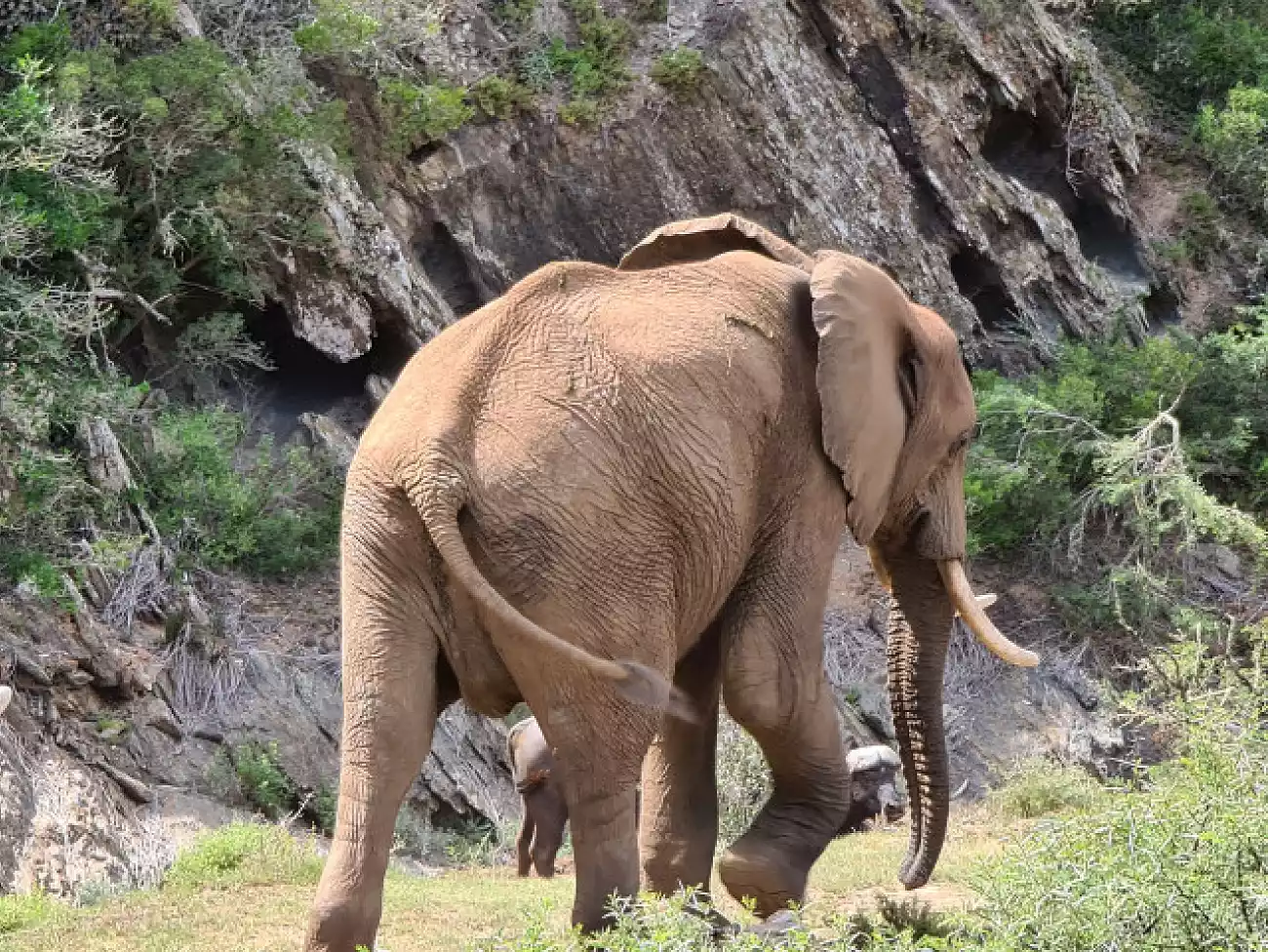 Elephant Experience on the Garden Route