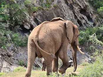 Elephant Experience