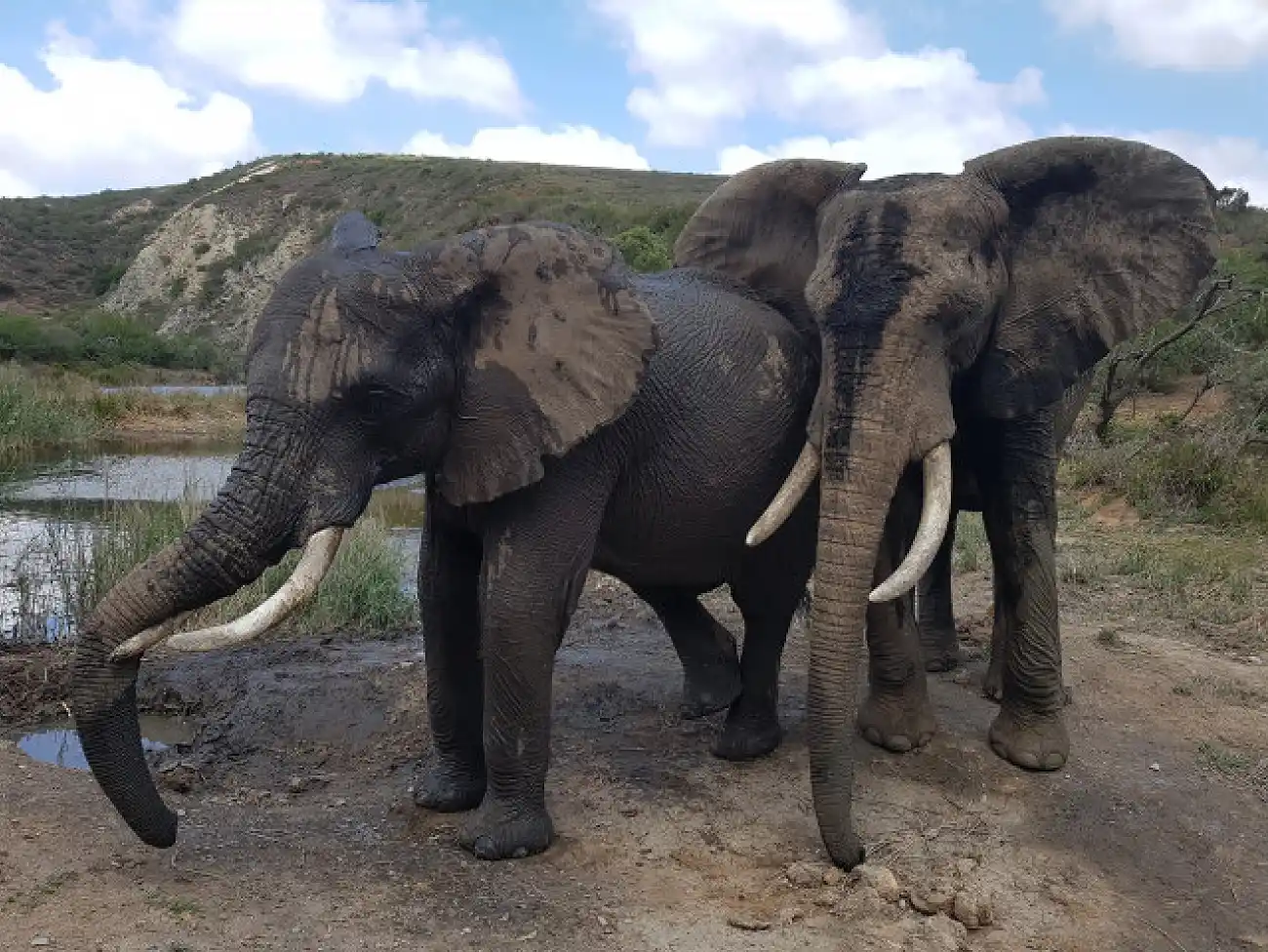 Elephant Experience in Plettenberg Bay  
