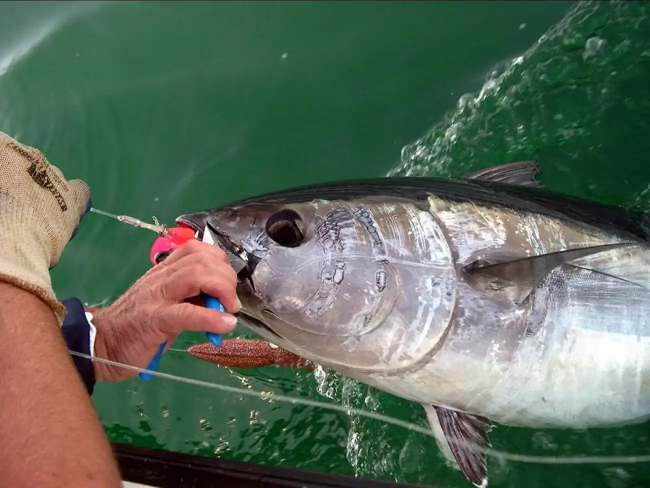 Fishing in Port Elizabeth 