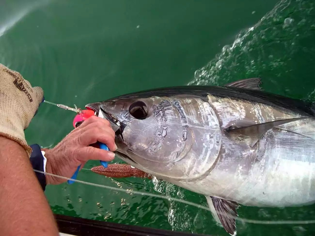 Fishing in Port Elizabeth 