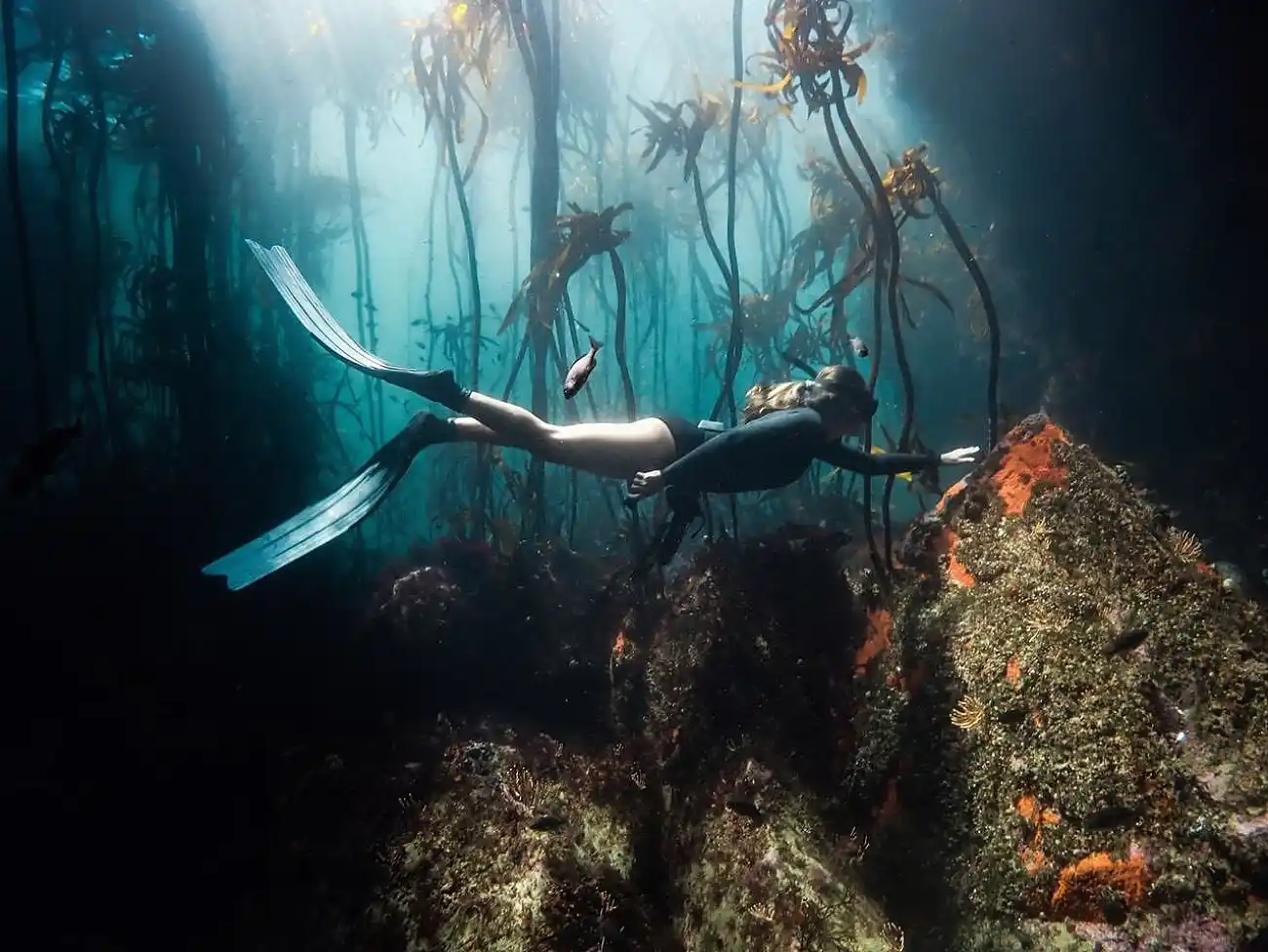 Free Diving in Cape Town