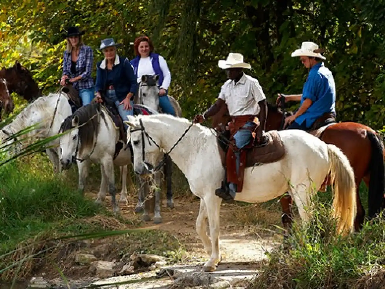 Horse Safaris in Gauteng 