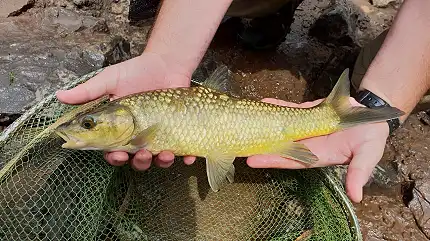 Sundowner Adventures - Guided Fly Fishing