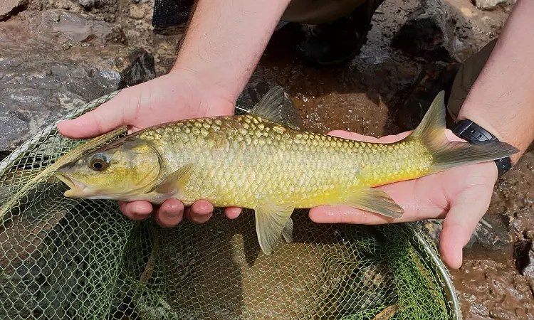 Sundowner Adventures - Guided Fly Fishing