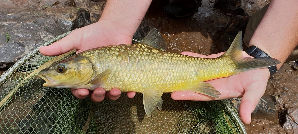 Sundowner Adventures - Guided Fly Fishing