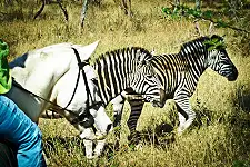 Horse Safaris