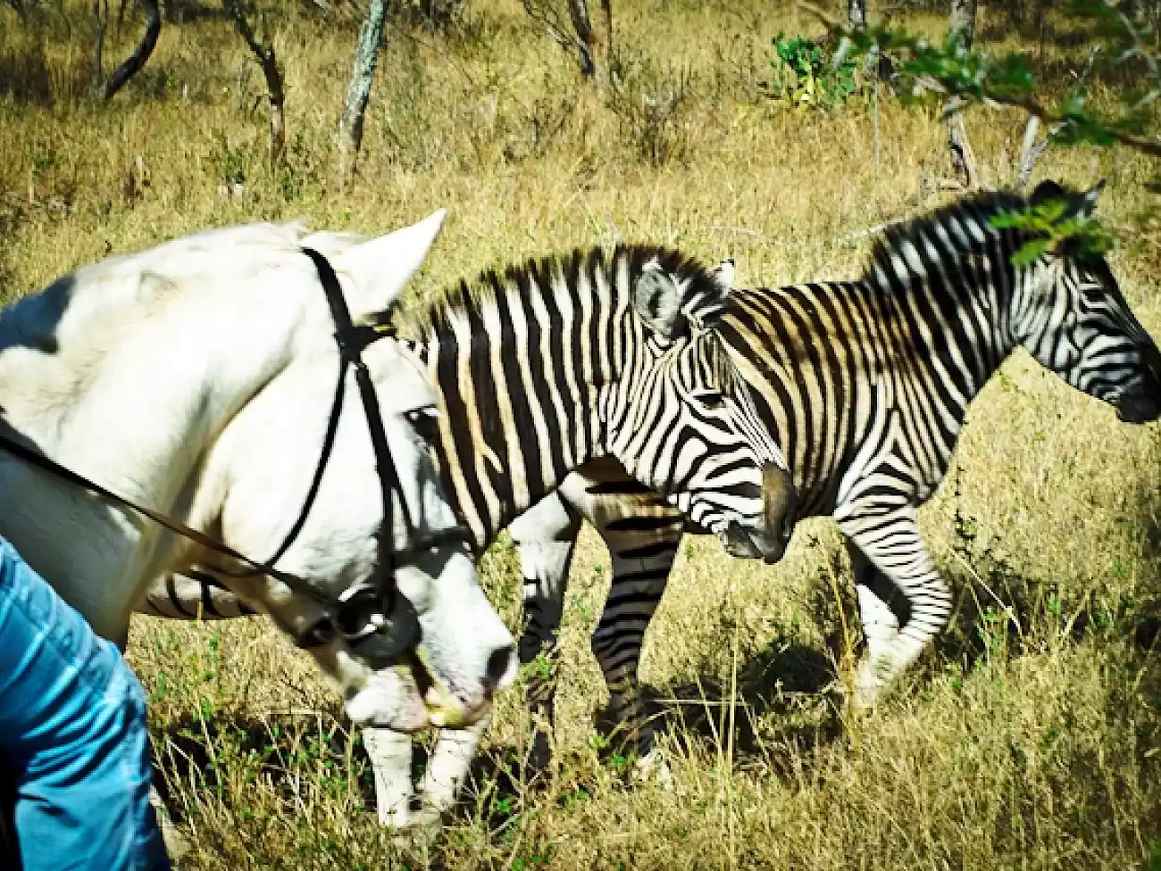 Horse Safaris at Hartbeespoort Dam (Harties)