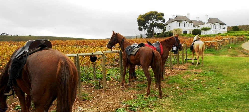 Heaven and Earth Trails Horse Riding