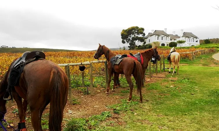 Heaven and Earth Trails Horse Riding