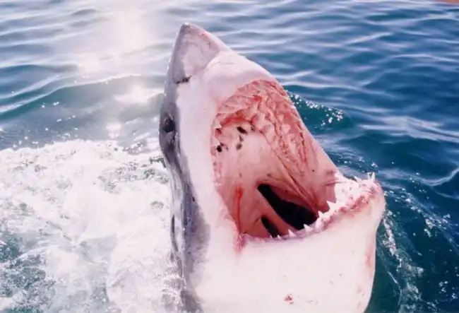 Shark Cage Diving