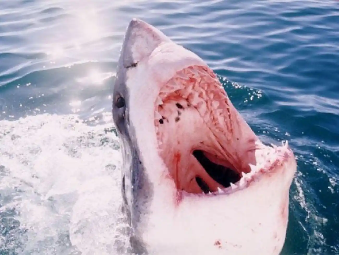 Shark Cage Diving in Hermanus