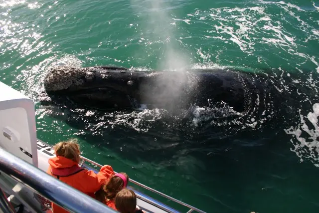 Whale Watching