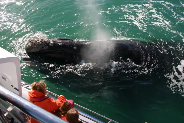 Whale Watching