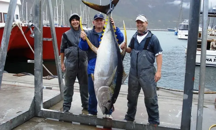 Three anglers posing with a large tuna caught during a deep sea fishing trip.