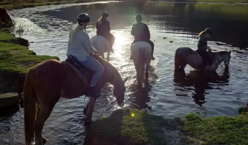 Kurland Park Horse Trails - Horse Riding