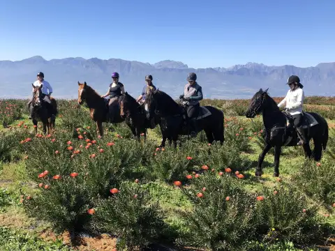 Wine Valley Adventures - Horse Riding
