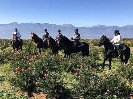 Wine Valley Adventures - Horse Riding