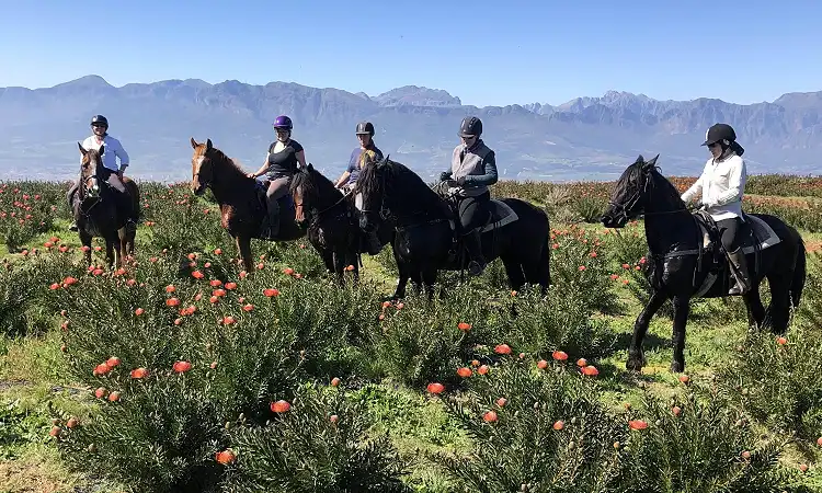 Wine Valley Adventures - Horse Riding