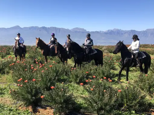 Wine Valley Adventures - Horse Riding