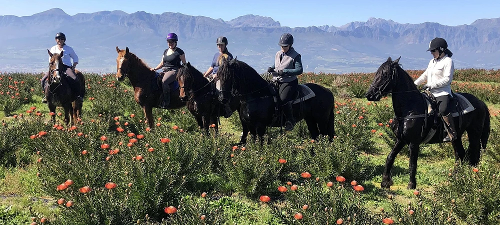 Wine Valley Adventures - Horse Riding
