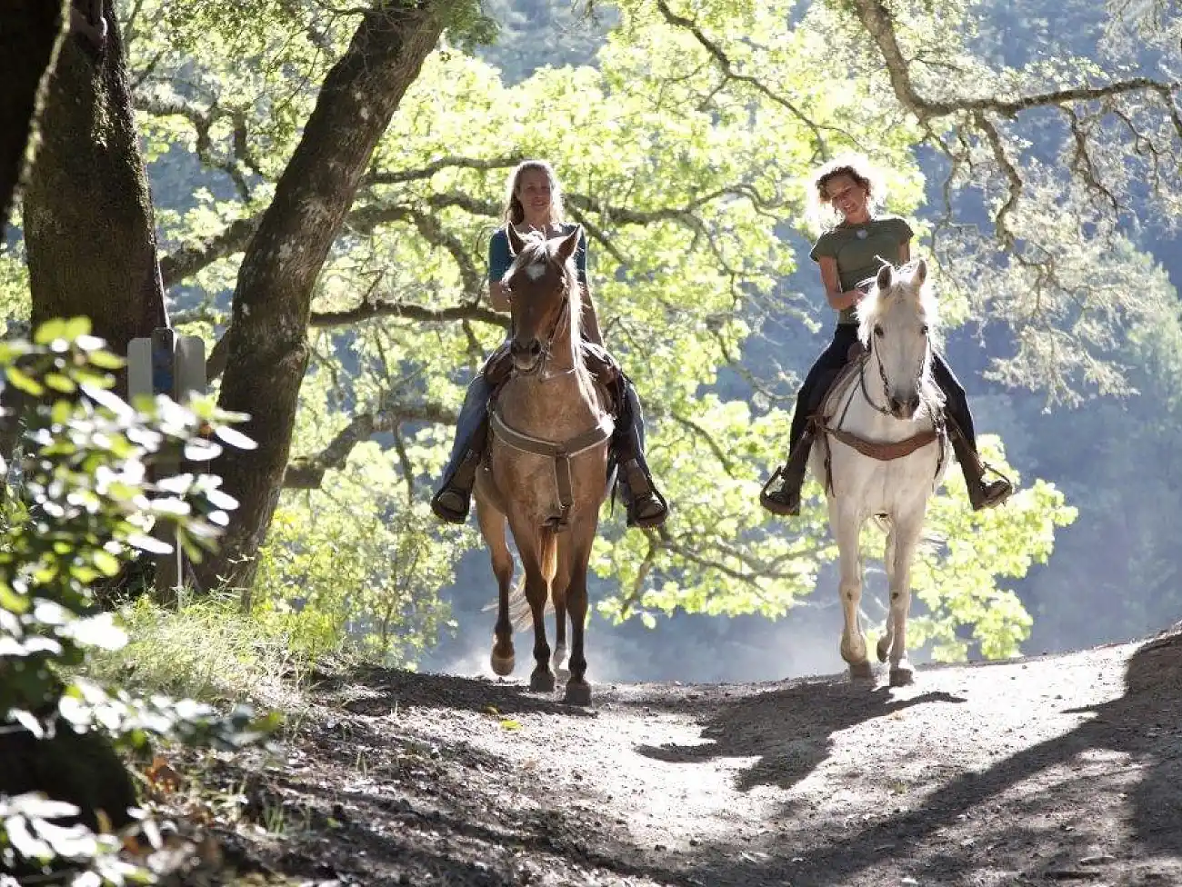 Horse Riding in Wellington