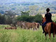 Horse Safaris