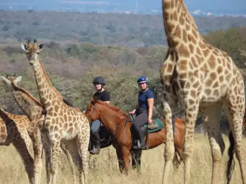 Waterberg Horse Trails - Horse Safaris