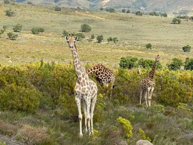 Horse Safaris