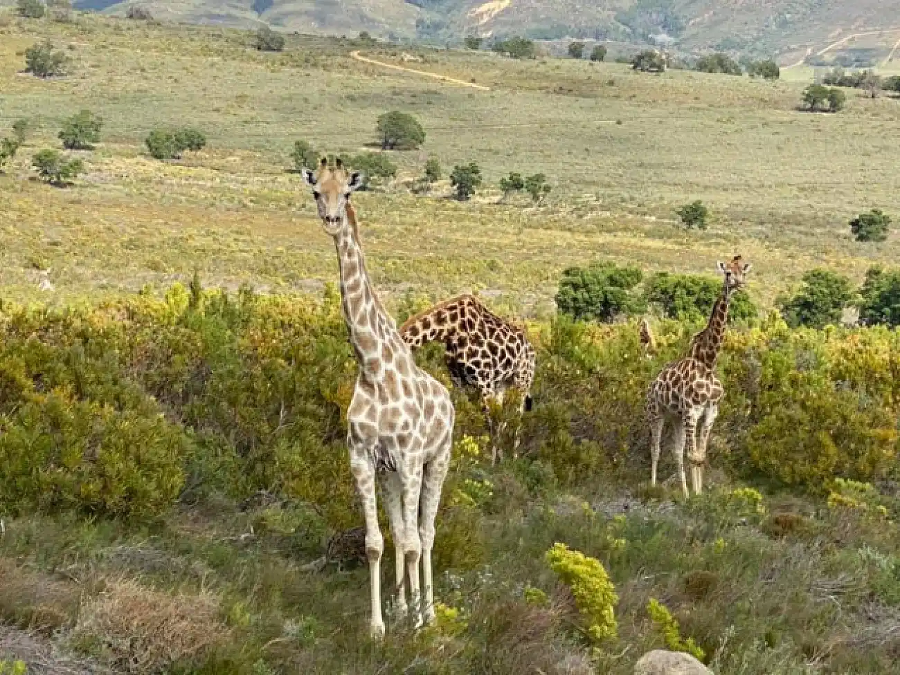 Horse Safaris in the Cape Winelands