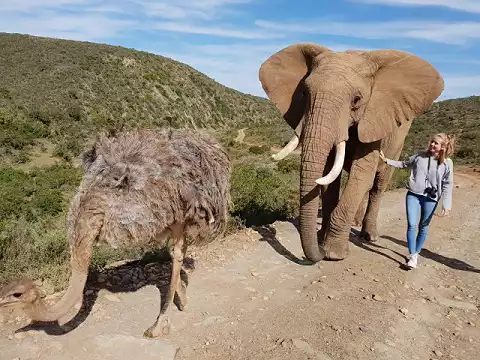 Indalu Game Reserve - Elephant Experience