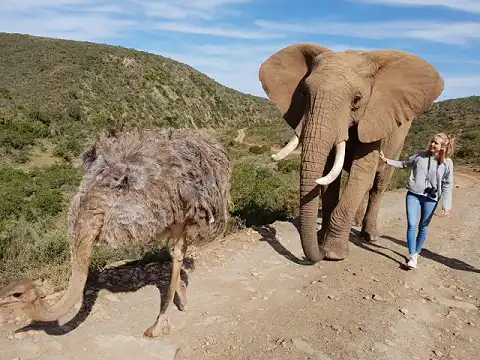 Indalu Game Reserve - Elephant Experience