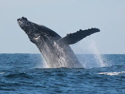 Isle of Capri - Whale Watching