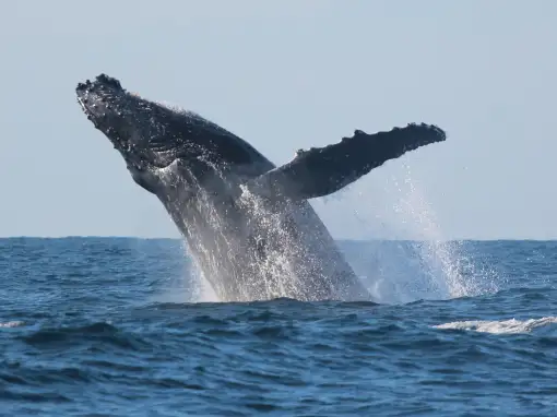 Isle of Capri - Whale Watching