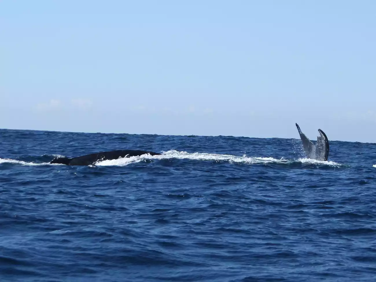 Whale Watching on the Dolphin Coast