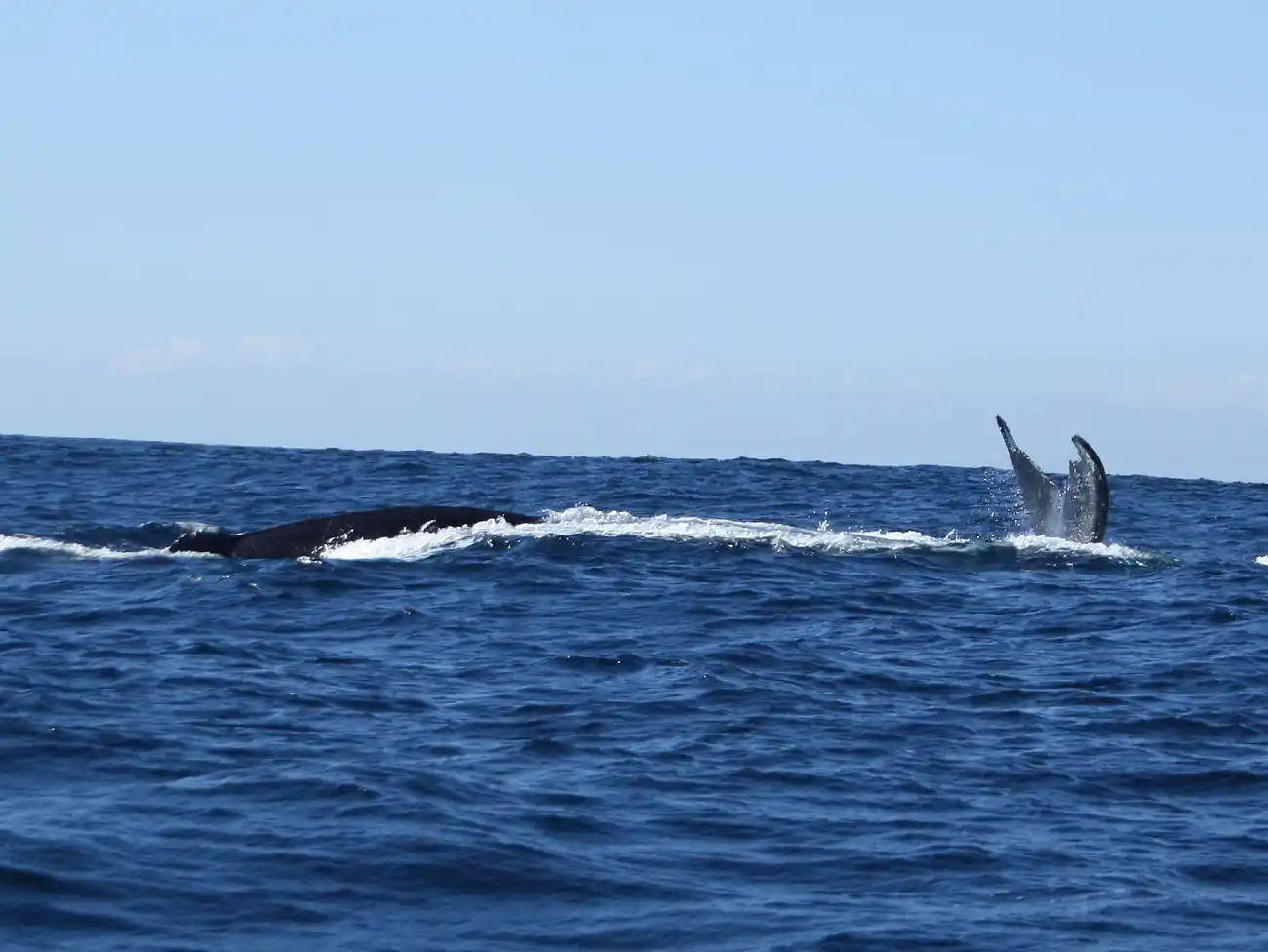 Whale Watching on the Dolphin Coast