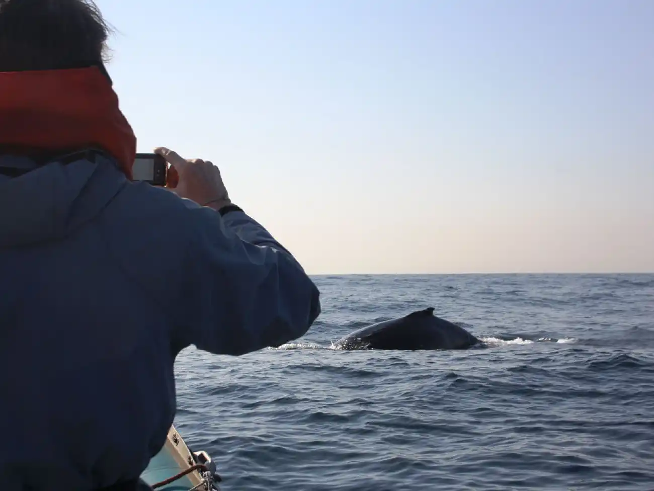  Whale Watching in Durban