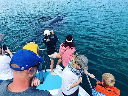 Ivanhoe Sea Safaris - Boat Trips