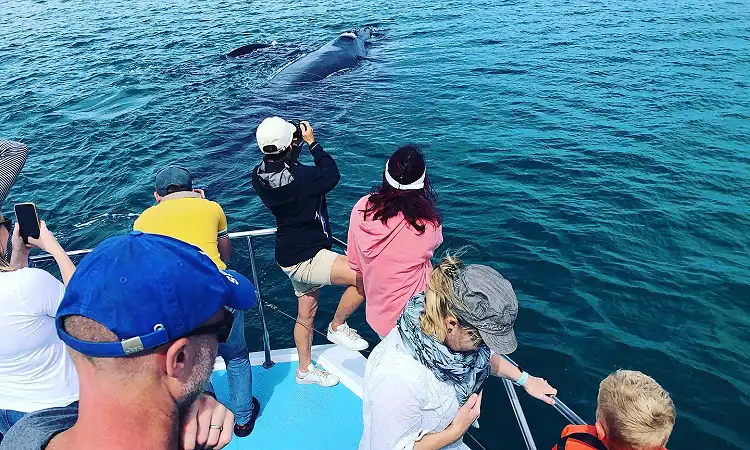 Ivanhoe Sea Safaris - Boat Trips