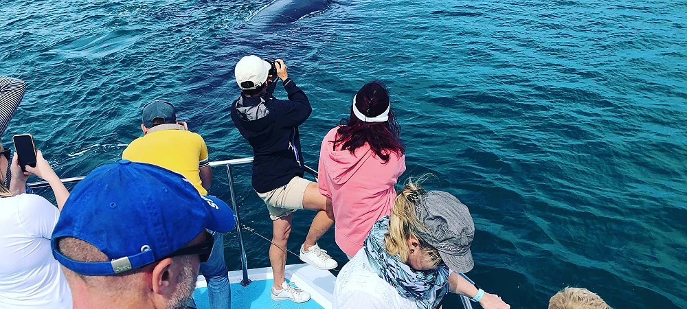 Ivanhoe Sea Safaris - Boat Trips